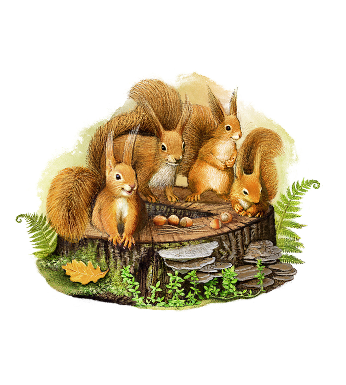 Семья белок