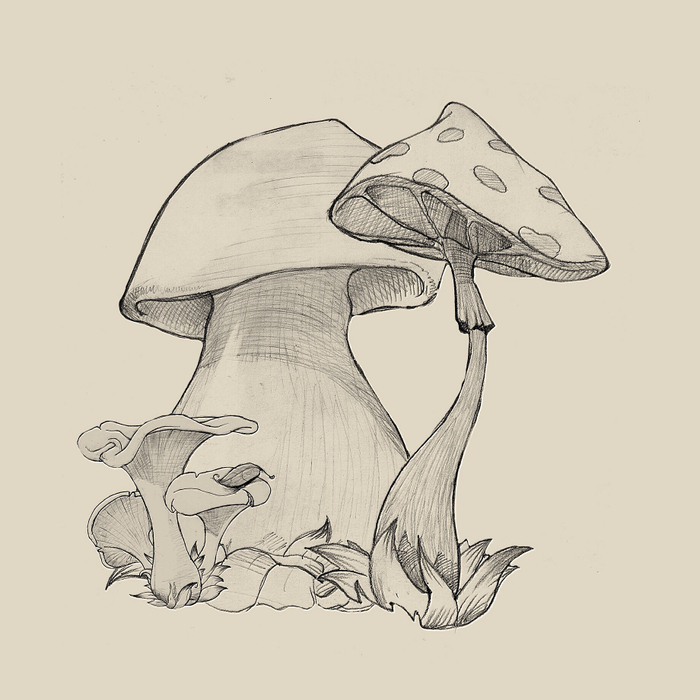 Mushrooms 