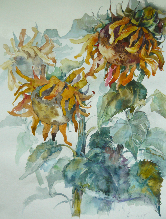 Подсолнухи