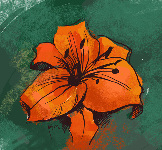 Тигровая лилия