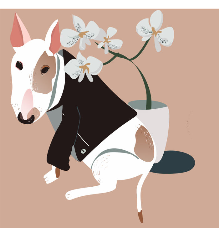 Бультерьер