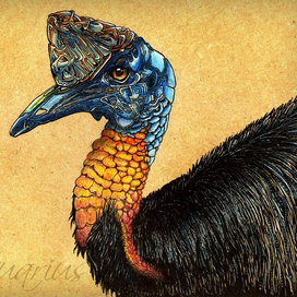 "Casuarius"