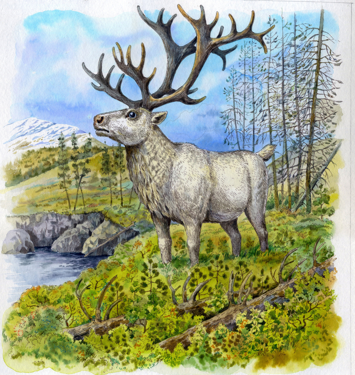 Земля Санникова