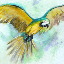 Яркий попугай!