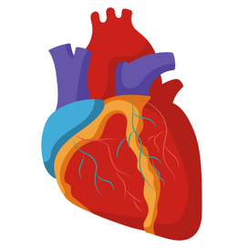 Анатомия человеческого сердца