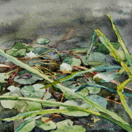 лилии на воде