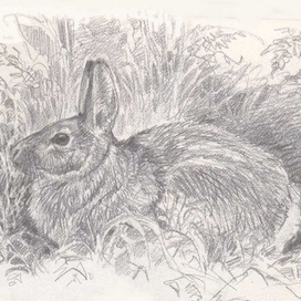 Братец Кролик