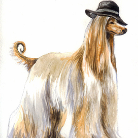 Афганская борзая 