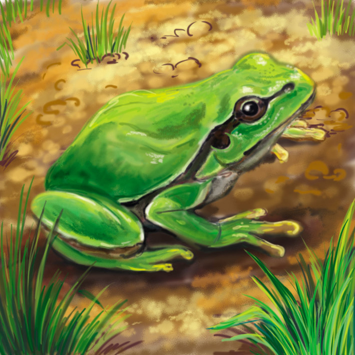 Просто лягушка)