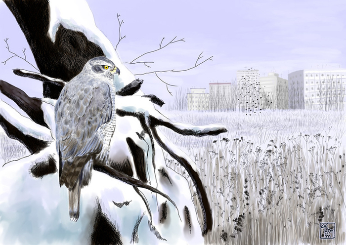 Год ястреба. Февраль