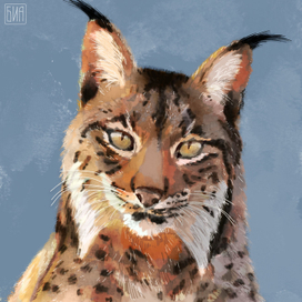 Пиренейская рысь