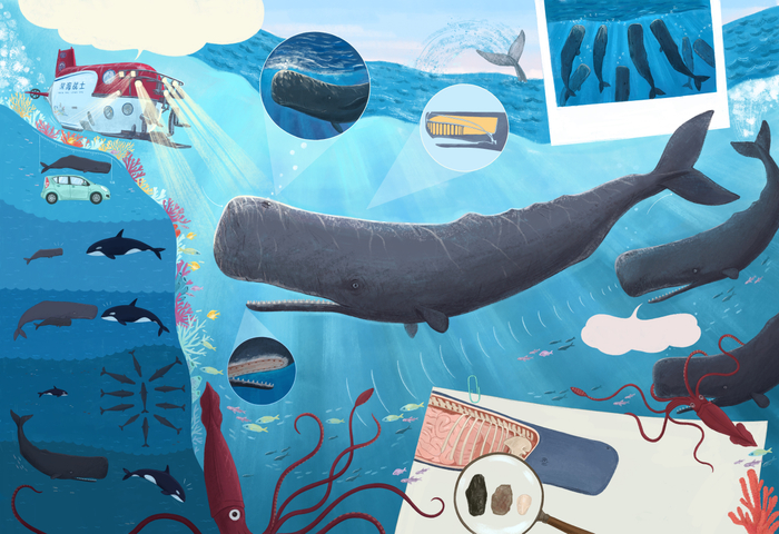 Иллюстрация с фактами о кашалоте💙