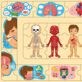 Пазл. Анатомия