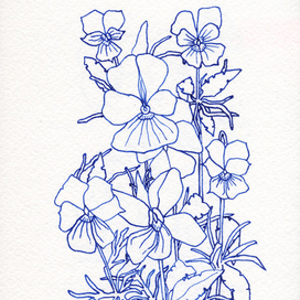 Анютины Глазки