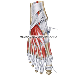 Мышцы стопы, анатомия человека, миология