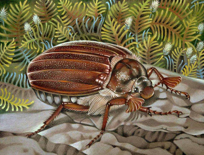 Майский жук