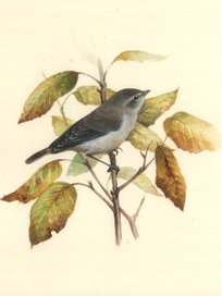 Пеночка-теньковка