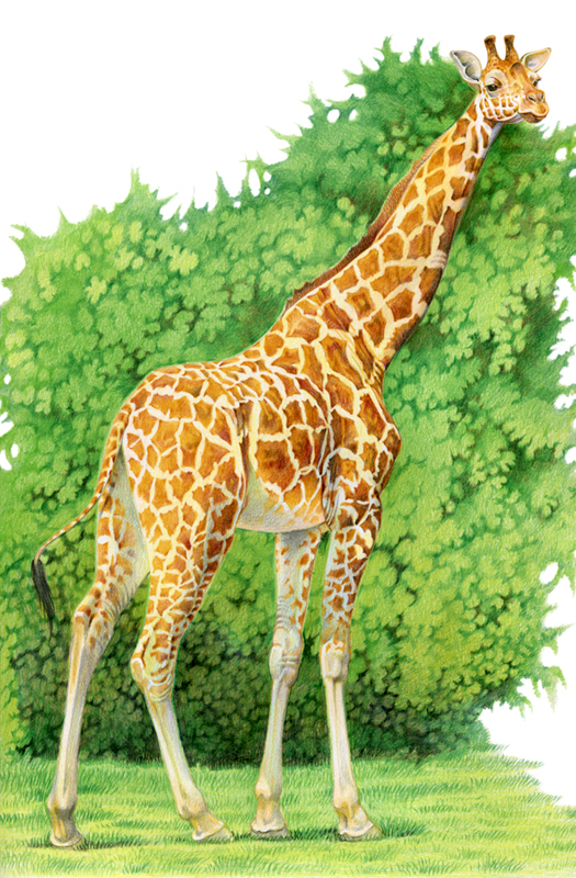 Жирафа