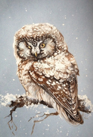 Припорошило (мохноногий сыч)