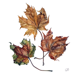 кленовые листья