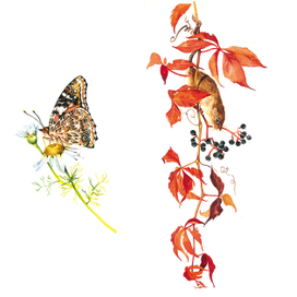 заставки к природоведению