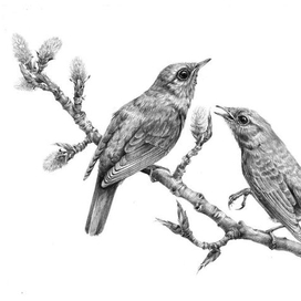 Тайные знаки