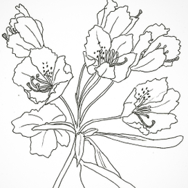 Цветы линером