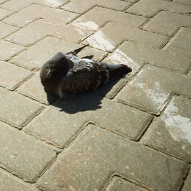 Цветная плёнка. Май 18