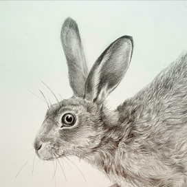 Фрагмент. Заяц