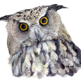 Западно-сибирский филин нарисовался