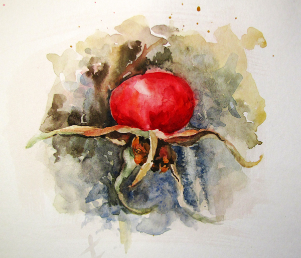 День 15. Зимний шиповник