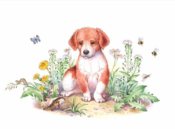 "Первая охота"