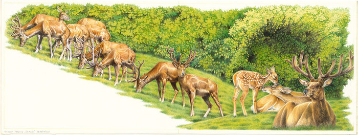 Иллюстрации к книге "Бемби"