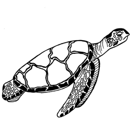 Черепаха | 2018