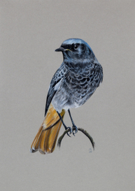 Горихвостка-чернушка