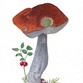 Подосиновик