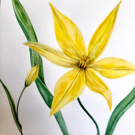 Тюльпан Биберштейна