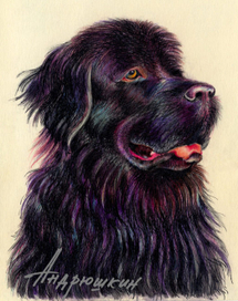 Ньюфаундленд