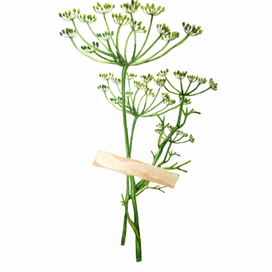 Укроп. Открытка.