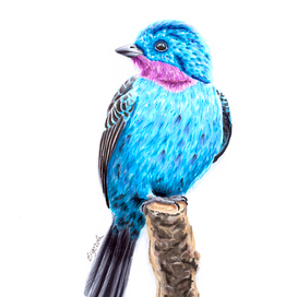 Бирюзовая котинга