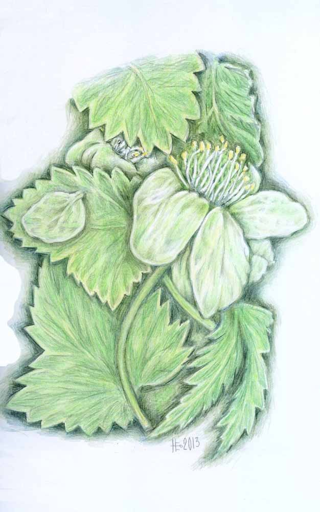 зеленый чай