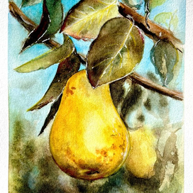 Сочная груша