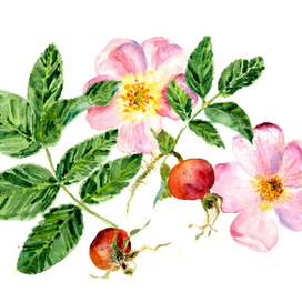 шиповник акварель