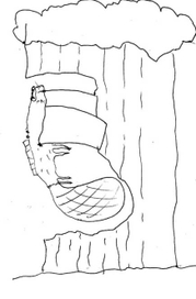Бобер дерево кушает