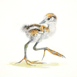 Птенец яканы