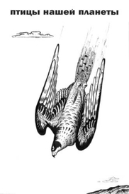 сокол-сапсан