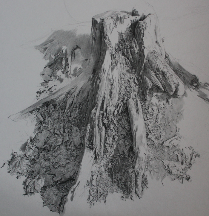 старый пень