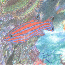 Коралловое рыбчкЭ )