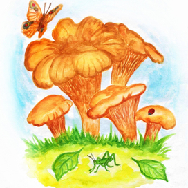 Грибы лисички