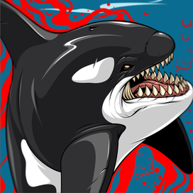 Killer whale